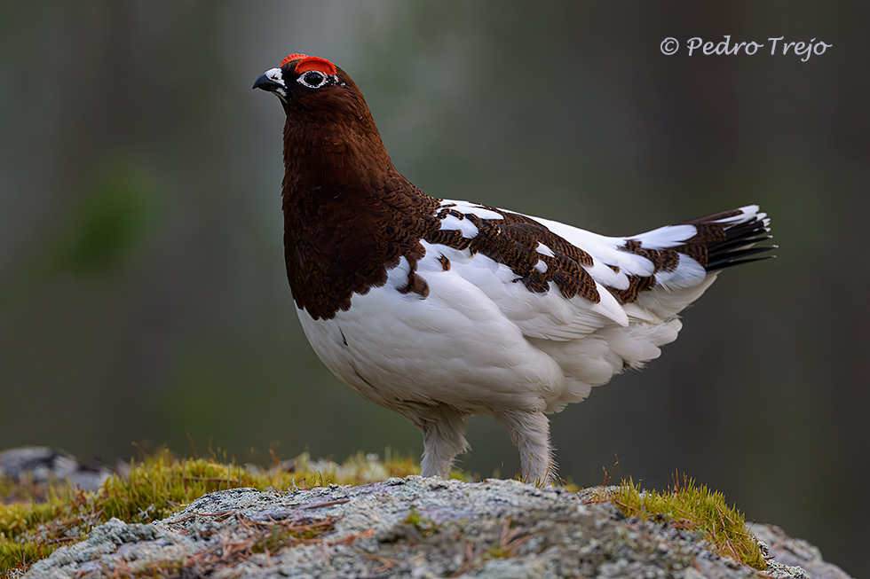 Lagopodo común (Lagopus lagopus)